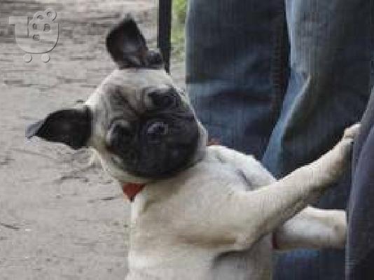 PoulaTo: FRENCH BULLDOG FOR SALE